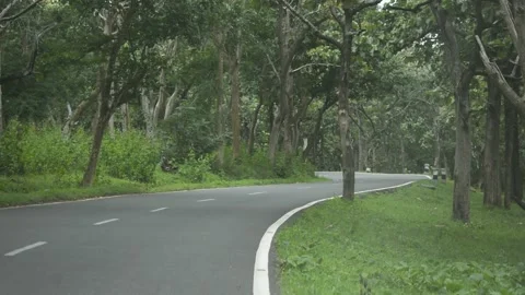 Road through the forest Stock Footage 152538487