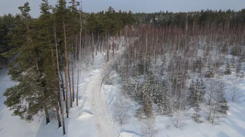 Road through the forest Stock Footage 169240005