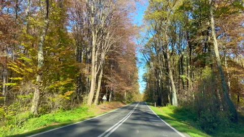 Road through the forest Stock Footage 246922608