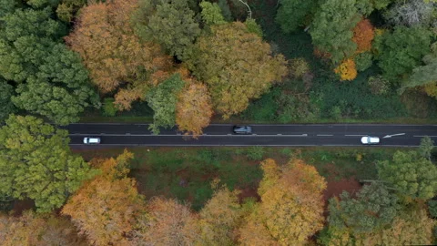 Road through the forest Stock Footage 247785659