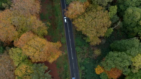 Road through the forest Stock Footage 247785786