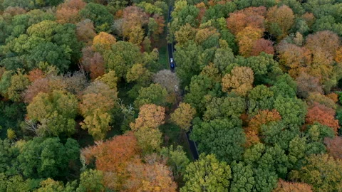 Road through the forest Stock Footage 247785791