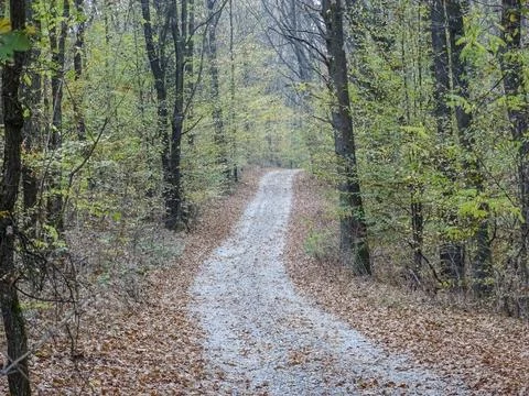 Road through the forest. The forest during autumn. In Romania 스톡 사진
