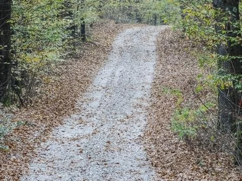 Road through the forest. The forest during autumn. In Romania Fotos Stock