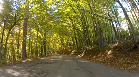 Road through the forest,  GoPro Stock Footage 56739116