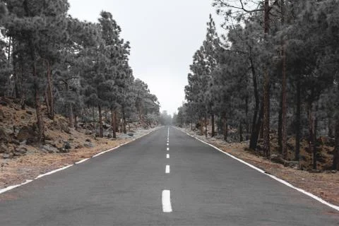 Road through forest landscape Stock Photos