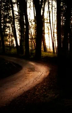 Road through the forest in low light. Stock Photos
