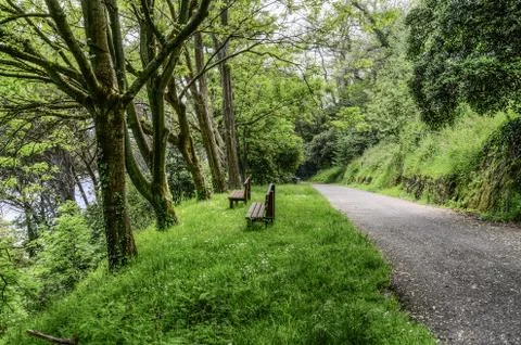 Road through the forest Stock Photos
