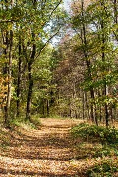 Road through the forest Stock Photos