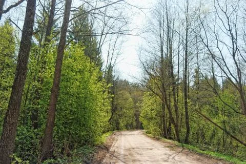 Road through forest Stock Photos