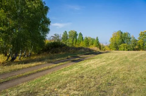 Road through the forest 库存照片