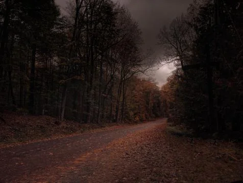 Road through a forest Stock Photos