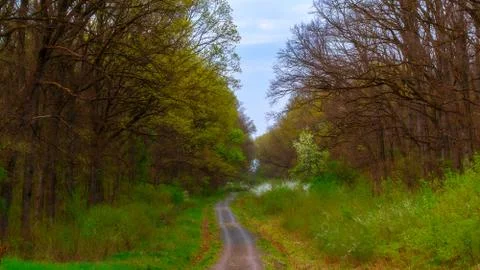 Road through the forest. Stock Photos