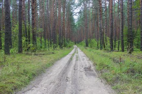 Road through the forest Stock Photos