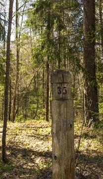 Road through the forest in the spring afternoon. Stock Photos