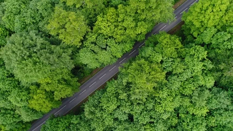 Road through a forest in spring Видео 90083472