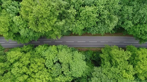 Road through a forest in spring 動画素材 90083497