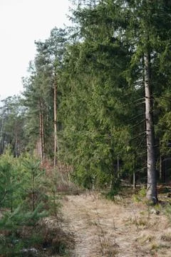 Road through forest with spruce trees Stock Photos