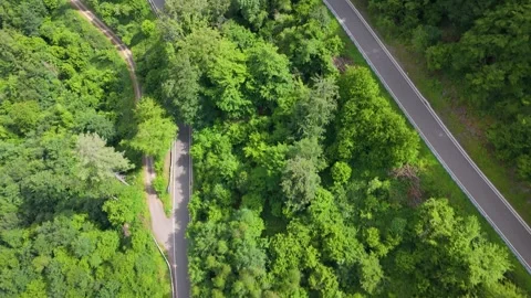 Road through forest in summer, path through coniferous and deciduous trees Stock Footage 337047016
