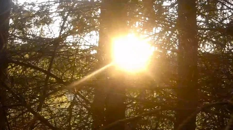 Road through the forest with the sun between the branches Video stock 115963950
