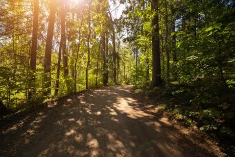 Road through the forest at sunset. Stock Photos