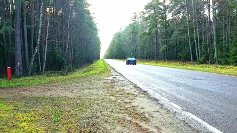Road through forest with trees along the edge in bright daylight during early mo Stock-Footage 323785566
