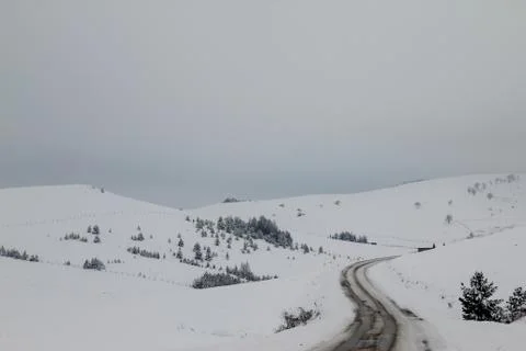 Road through forest with trees covered with snow Stock Photos