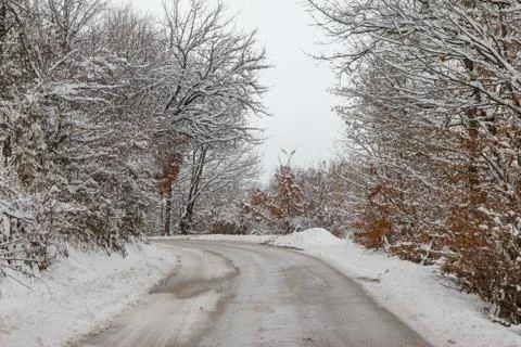 Road through forest with trees covered with snow Foto stock