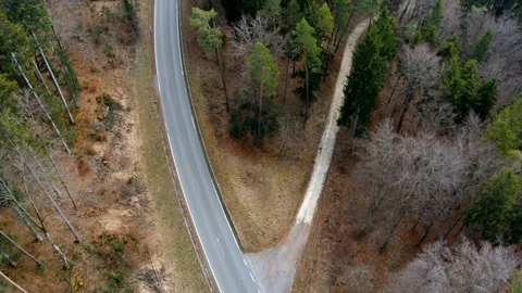 Road through a forest with a turn, tall pines, conifers Stock Footage 127023618