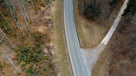 Road through a forest with a turn, tall pines, conifers Stock Footage 127023771