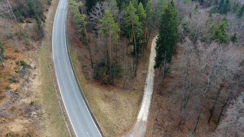 Road through a forest with a turn, tall pines, conifers Stock Footage 127063493