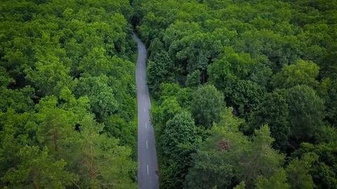Road through the forest, view from height - aerial survey Stock Footage 77907897