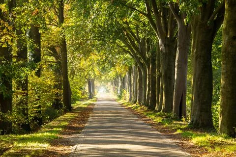 Road through the forest of Zelhem Stock Photos