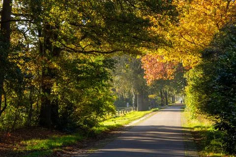 Road through the forest of Zelhem Stock Photos