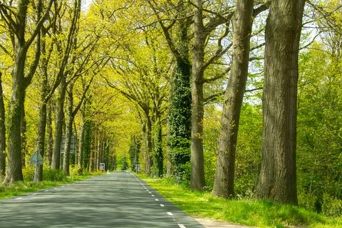 Road through the forest of Zelhem Stock Photos