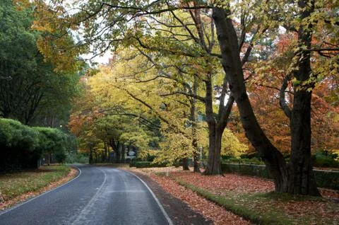 Road through a forrest Stock Photos