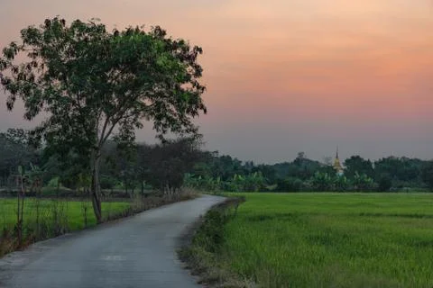 Road through the green fields at sunset Stock Photos