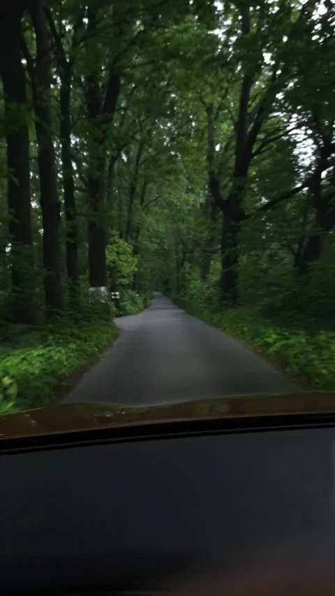 Road through green forest at dusk. Stock Footage 329227618
