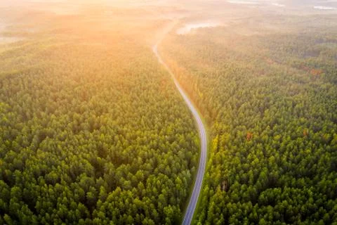 Road through green forest Foto stock