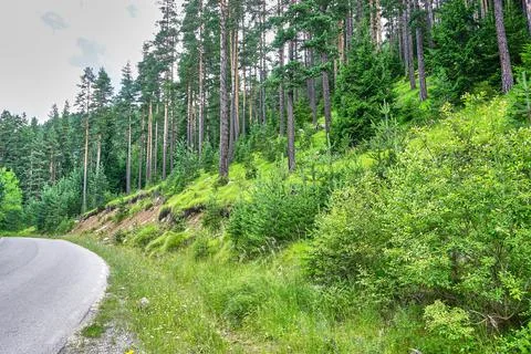 Road through the green forest Stock Photos