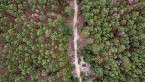 Road through a green pine forest shot from a drone, Ukraine Stock Photos