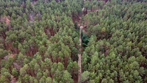 Road through a green pine forest shot from a drone, Ukraine Stock Photos