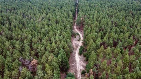 Road through a green pine forest shot from a drone, Ukraine Stock Photos