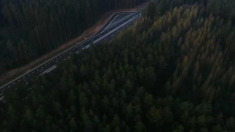 Road through the green spruce forest, aerial view. Stock Footage 107759514