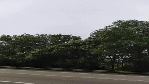 Road Through Green Trees Forest Drive POV 1080p Stock Footage 335957495