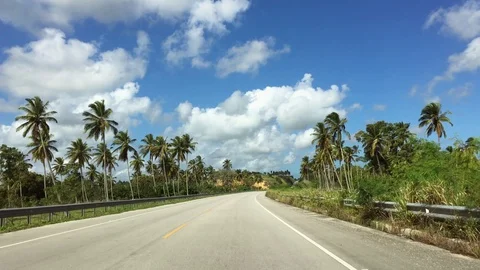 Road through high palm trees, along the road Stock Footage 101654002