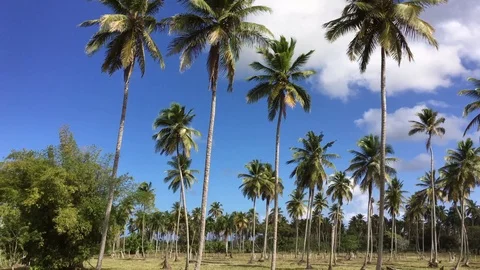 Road through high palm trees,palm forest. Road to the Dominican Republic Stock Footage 101654886