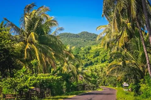 Road Through Jungle Stock Photos