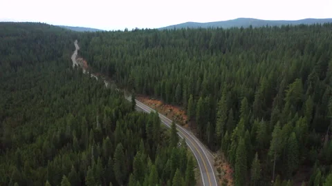 Road through the lush green forest of northern California Stock Footage 143662026