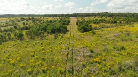 Road through a meadow aerial Vidéo 116982842